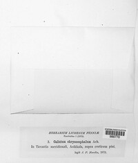 Chaenotheca chrysocephala image